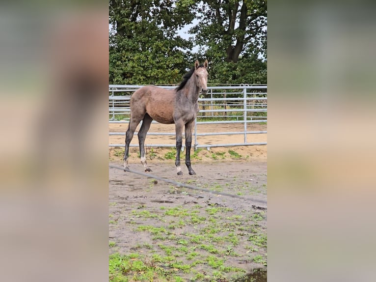 Hannover Giumenta 1 Anno Grigio in Schiffdorf
