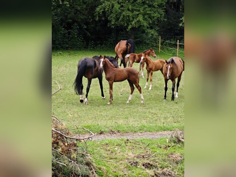 Hannover Giumenta 1 Anno Sauro in Haigerloch