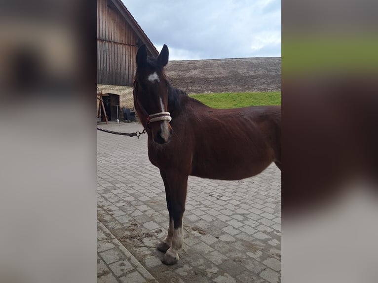 Hannover Giumenta 20 Anni 165 cm Baio in Tettnang