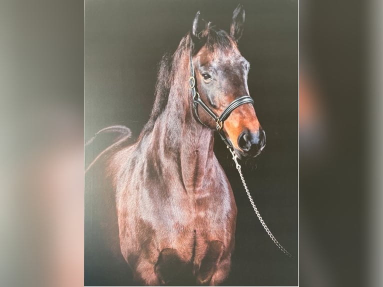Hannover Giumenta 20 Anni 168 cm Baio in K&#xFC;hrstedt/Geestland