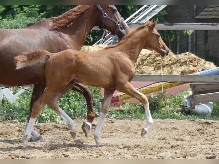 Hannover Giumenta 20 Anni 168 cm Sauro in Mücheln (Geiseltal)