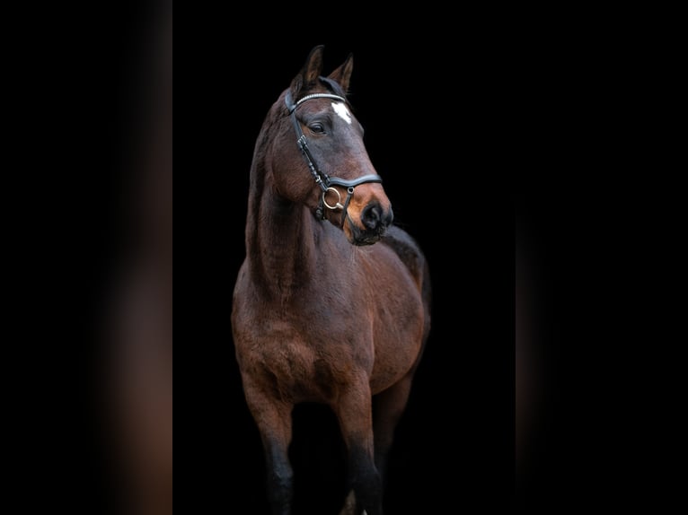 Hannover Giumenta 20 Anni 169 cm Baio in Uelzen