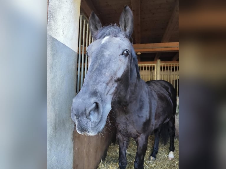 Hannover Giumenta 20 Anni 170 cm Morello in Amstetten