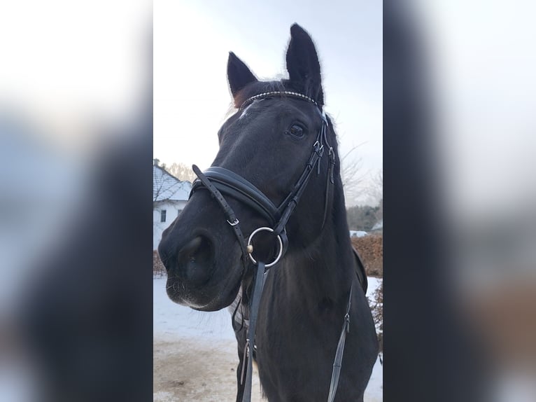 Hannover Giumenta 20 Anni 170 cm Morello in Amstetten