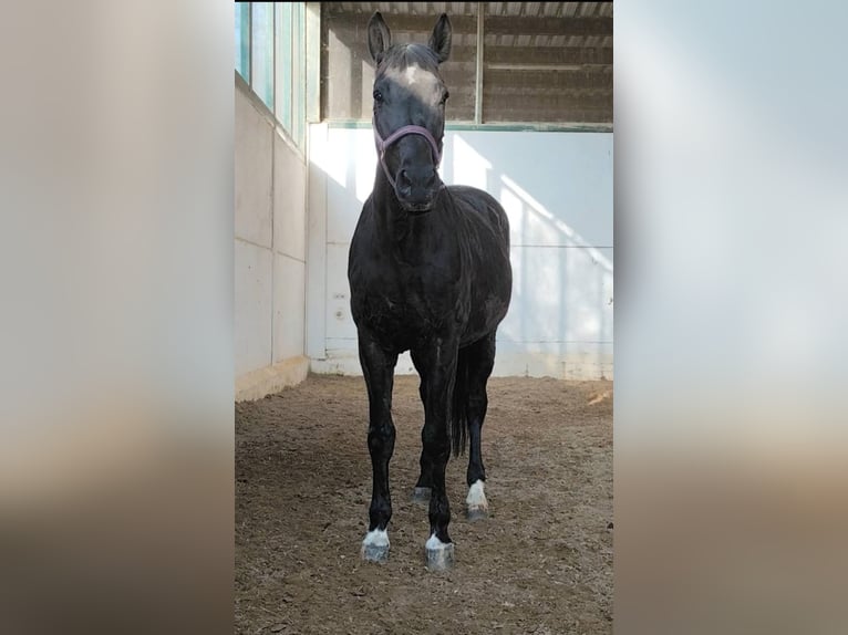 Hannover Giumenta 20 Anni 170 cm Morello in Amstetten
