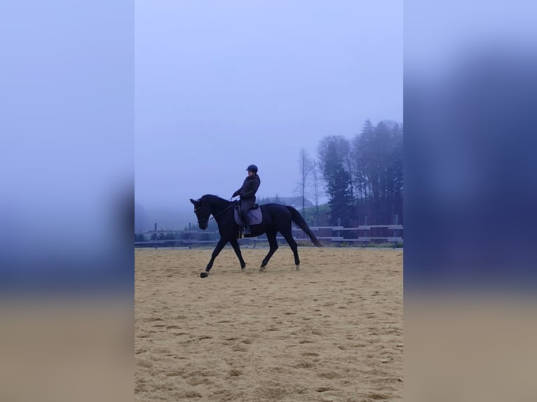 Hannover Giumenta 20 Anni 170 cm Morello in Amstetten