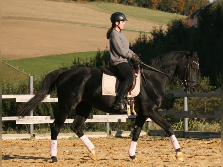 Hannover Giumenta 20 Anni 170 cm Morello in Amstetten