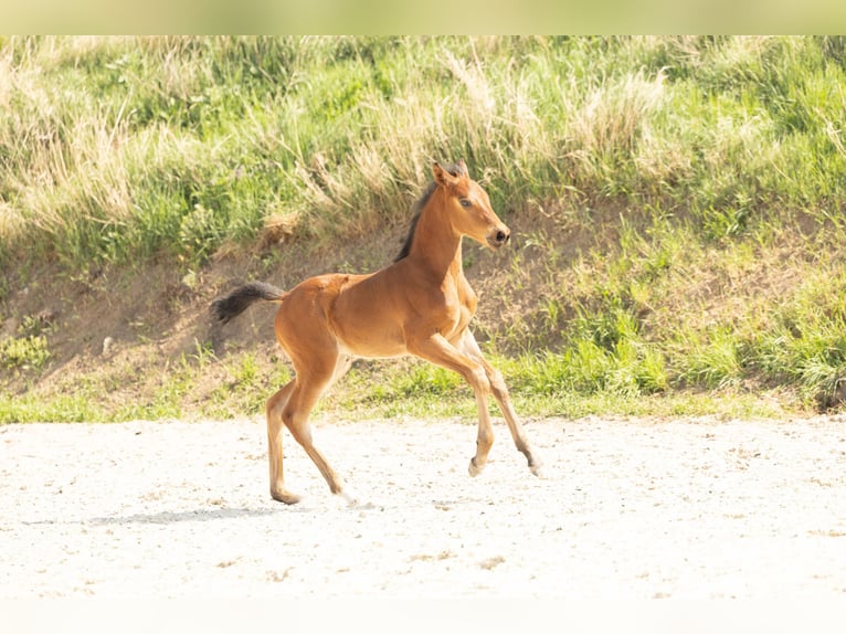 Hannover Giumenta 21 Anni 164 cm Sauro in Meisdorf
