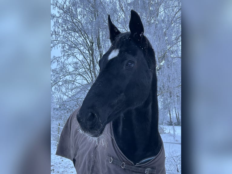 Hannover Giumenta 21 Anni 168 cm Morello in Blender