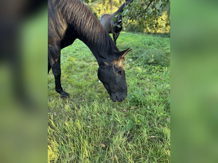 Hannover Giumenta 22 Anni 165 cm Morello in Steinhorst