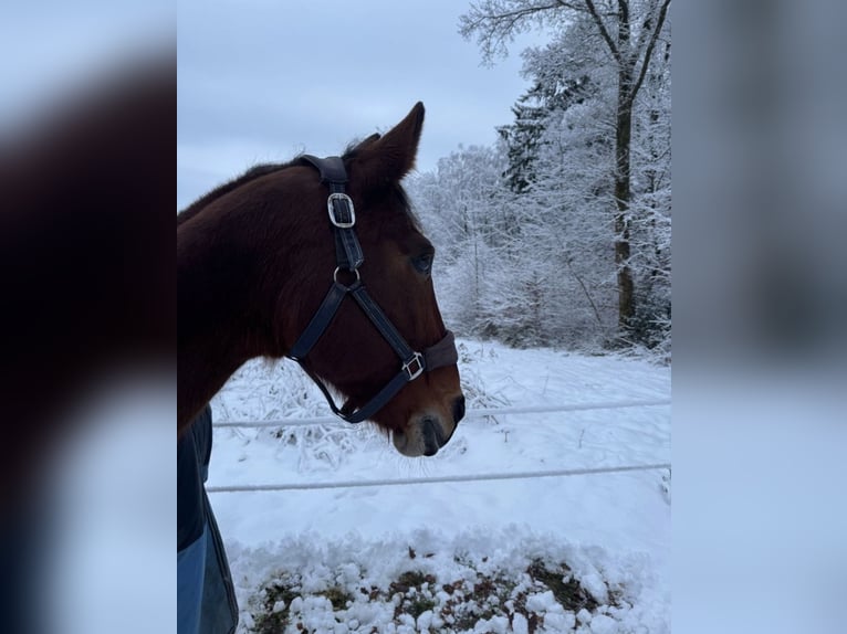 Hannover Giumenta 22 Anni 166 cm Baio in Wiehl