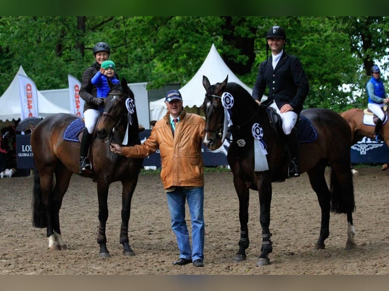 Hannover Giumenta 22 Anni 169 cm Baio nero in Meißen