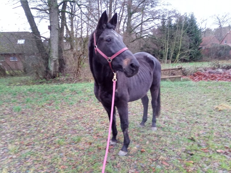 Hannover Giumenta 23 Anni 160 cm Baio nero in Bispingen