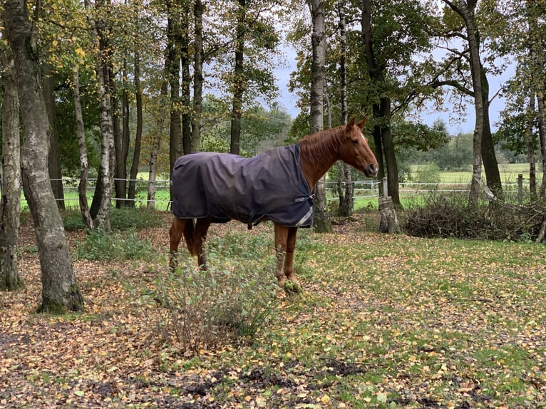 Hannover Giumenta 23 Anni 168 cm Sauro in Handeloh