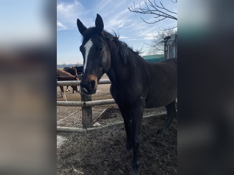 Hannover Giumenta 23 Anni 172 cm Baio in Büren