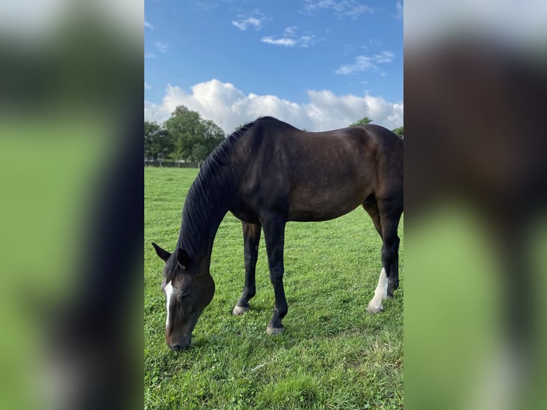 Hannover Giumenta 23 Anni 172 cm Baio in Büren