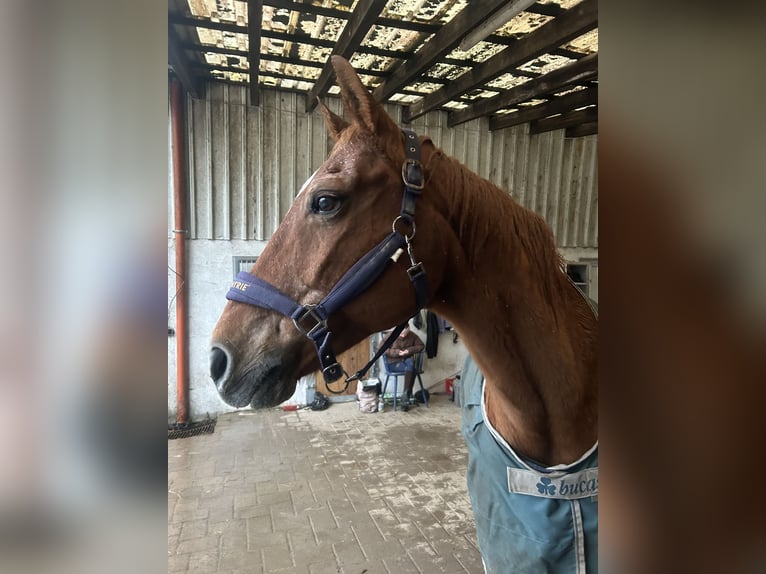 Hannover Giumenta 26 Anni in Boppard