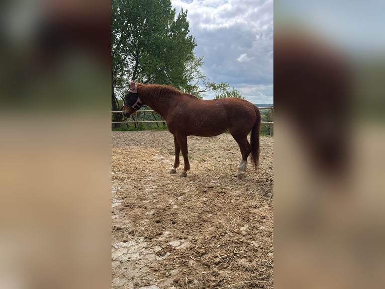 Hannover Giumenta 26 Anni in Boppard