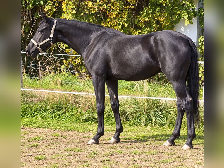Hannover Giumenta 2 Anni 160 cm Morello in Helpfau