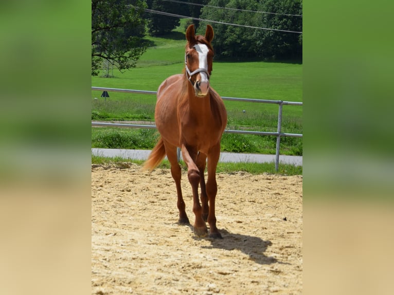 Hannover Giumenta 2 Anni 160 cm Sauro in Isny im Allg&#xE4;u