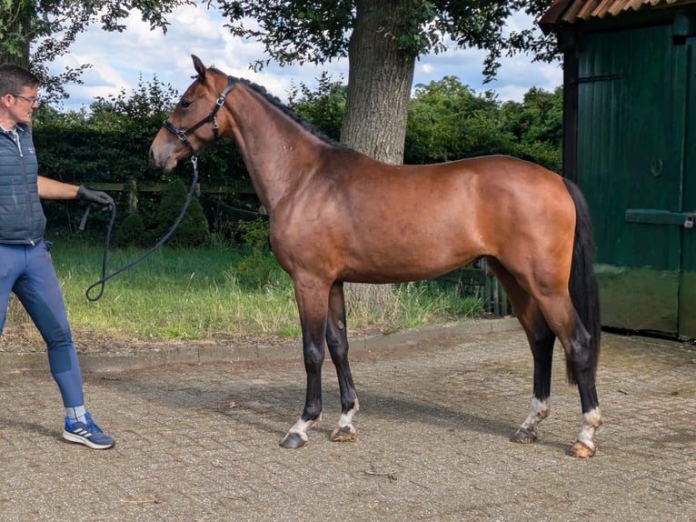 Hannover Giumenta 2 Anni 162 cm Baio in Großenkneten