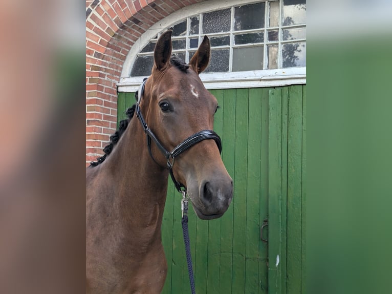 Hannover Giumenta 2 Anni 162 cm Baio in Großenkneten