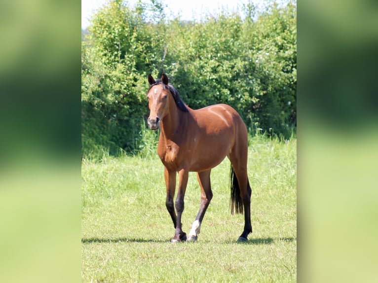 Hannover Giumenta 2 Anni 162 cm Baio scuro in Neustadt am Rübenberge