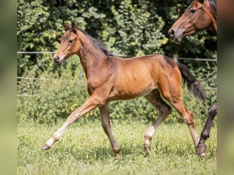 Hannover Giumenta 2 Anni 165 cm Baio in Großheide