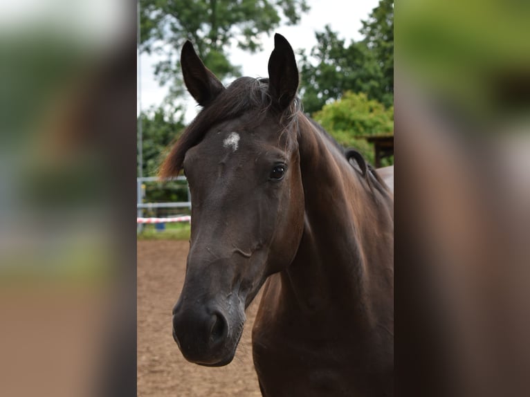 Hannover Giumenta 2 Anni 165 cm Morello in Hummeltal