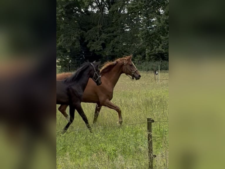 Hannover Giumenta 2 Anni 165 cm Sauro in Neustadt