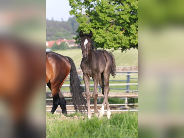 Hannover Giumenta 2 Anni 166 cm Morello in Au in der Hallertau