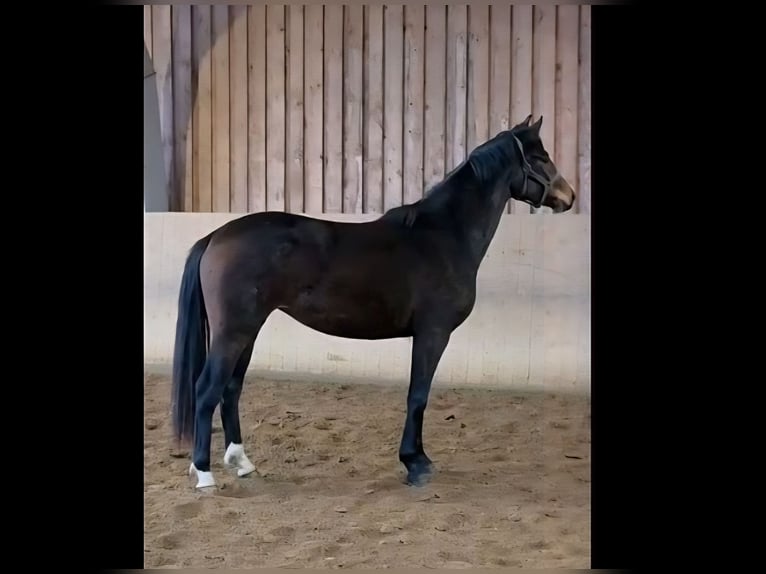 Hannover Giumenta 2 Anni 167 cm Baio scuro in Basdahl