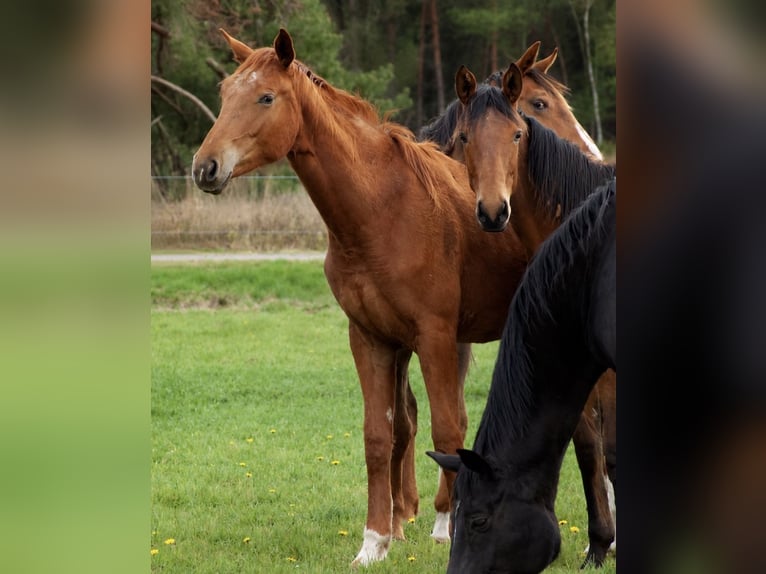 Hannover Giumenta 2 Anni 167 cm Sauro in Kirschdorf