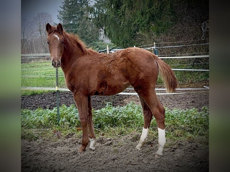 Hannover Giumenta 2 Anni 167 cm Sauro in Kirschdorf