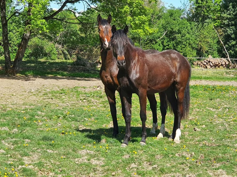 Hannover Giumenta 2 Anni 168 cm Morello in Bazoches sur le Betz
