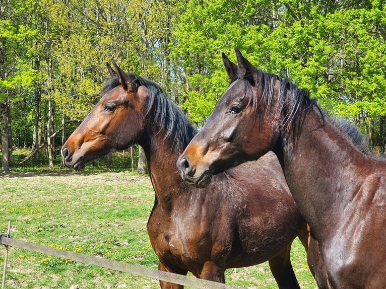 Hannover Giumenta 2 Anni 168 cm Morello in Bazoches sur le Betz