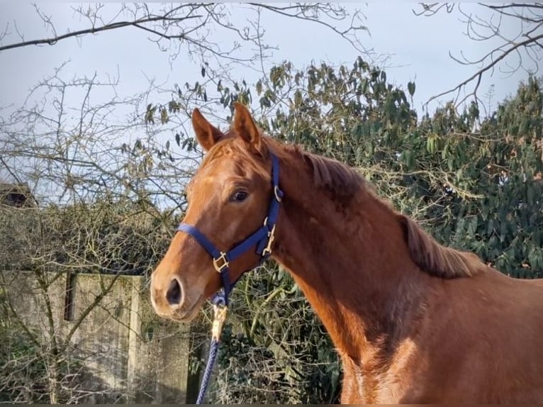 Hannover Giumenta 2 Anni 168 cm Sauro in Ostercappeln