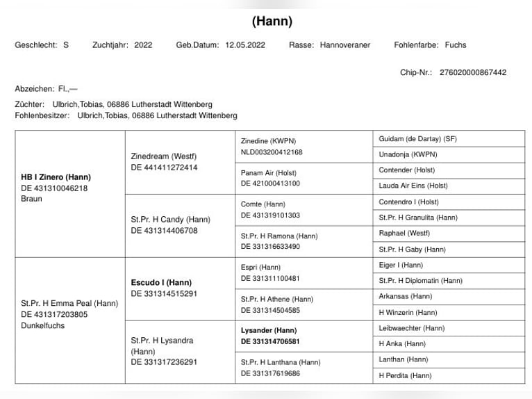 Hannover Giumenta 2 Anni 168 cm Sauro in Lutherstadt Wittenberg