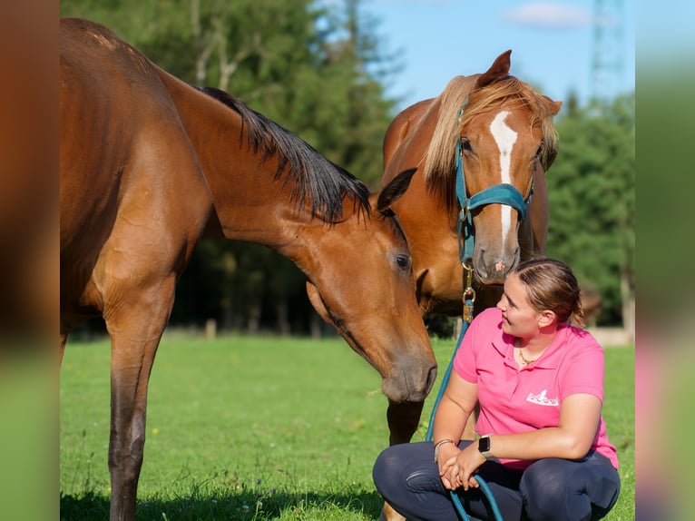 Hannover Giumenta 2 Anni 168 cm Sauro scuro in Trois-Ponts