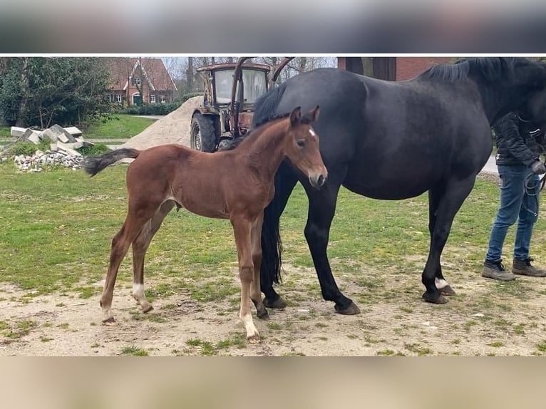 Hannover Giumenta 2 Anni 170 cm Baio scuro in Gersten