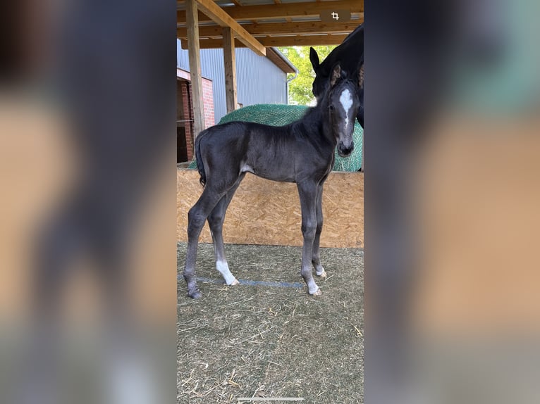 Hannover Giumenta 2 Anni 170 cm Morello in Heeslingen