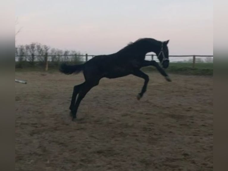 Hannover Giumenta 2 Anni 170 cm Morello in Hamburg Marmstorf