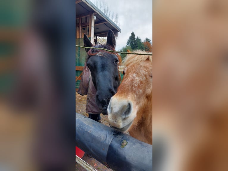 Hannover Giumenta 2 Anni 170 cm Morello in Hamburg Marmstorf