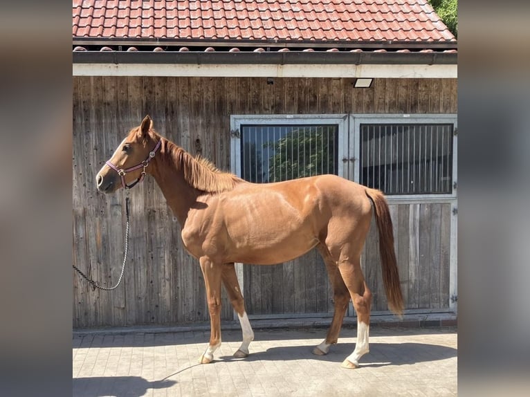 Hannover Giumenta 2 Anni 170 cm Sauro in Südbrookmerland VictorburSBL
