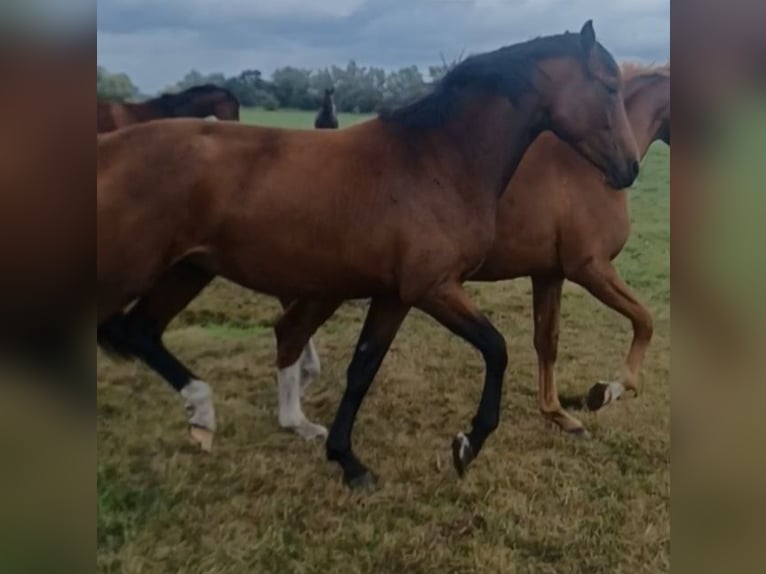 Hannover Giumenta 2 Anni 172 cm Baio in Mühlenberge