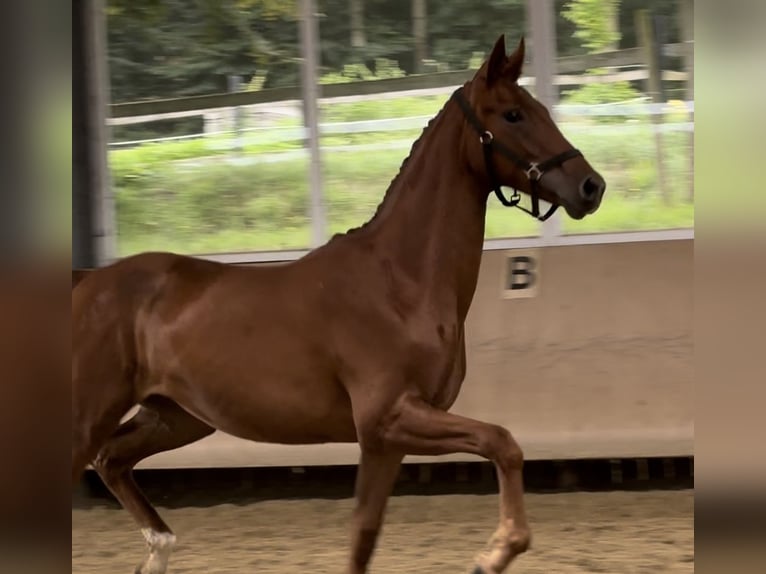 Hannover Giumenta 2 Anni 173 cm Sauro in Westerkappeln