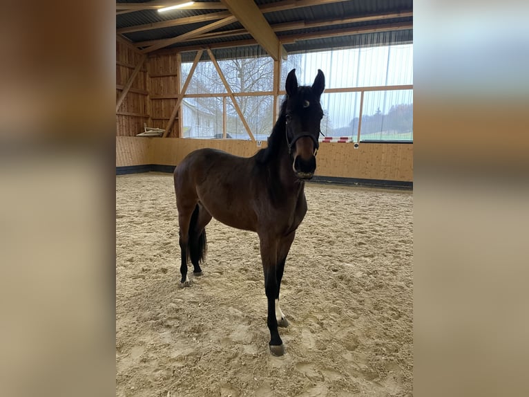 Hannover Giumenta 2 Anni Baio in Weimar