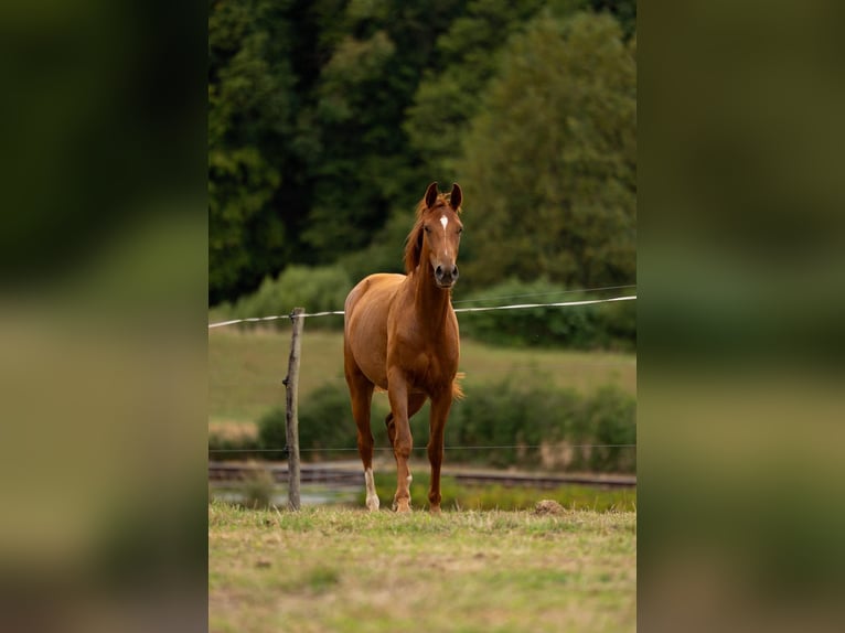 Hannover Giumenta 2 Anni Sauro in Villmar