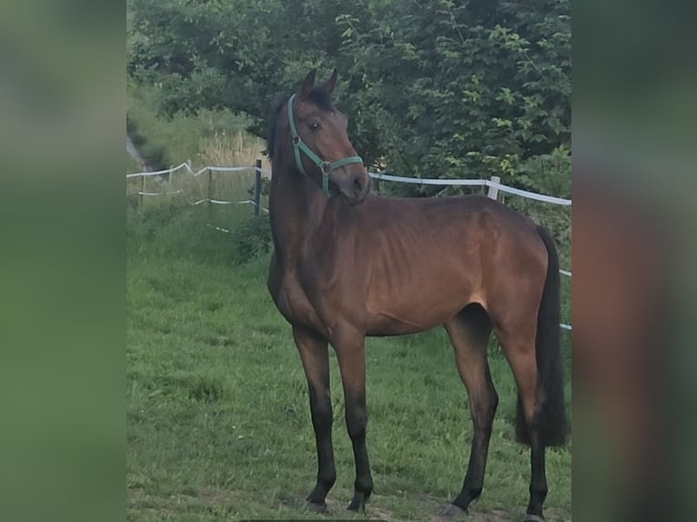 Hannover Giumenta 3 Anni 154 cm Baio in Bad Grund (Harz)