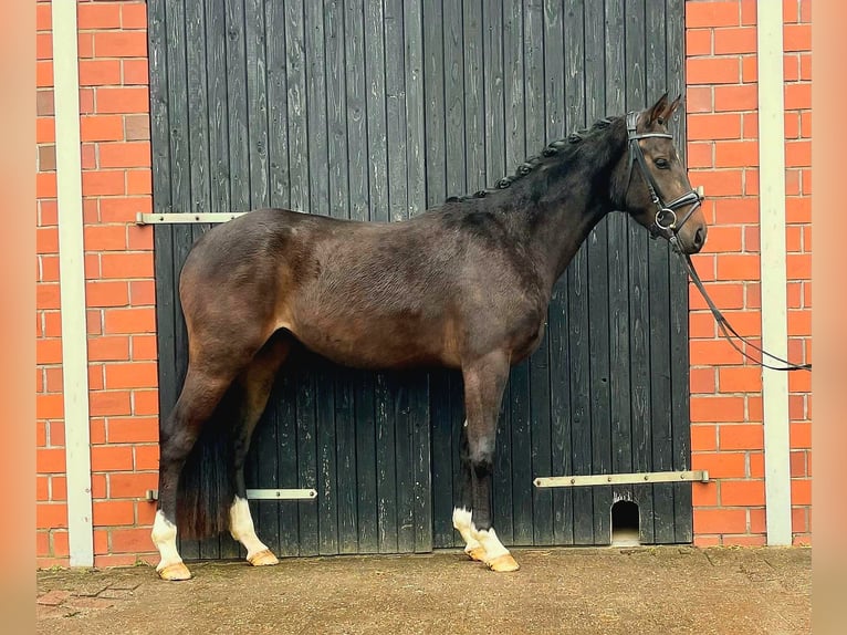 Hannover Giumenta 3 Anni 155 cm Baio scuro in Schwanewede